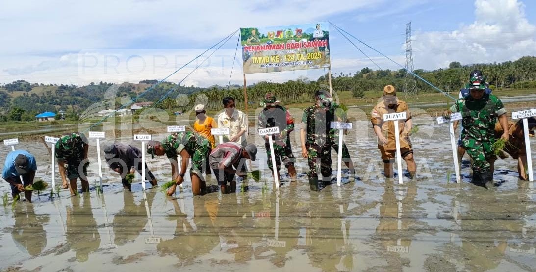 Sinergi Pemkab Gorontalo Utara dan TNI Tanam Padi Sawah Dorong Swasembada Pangan Nasional