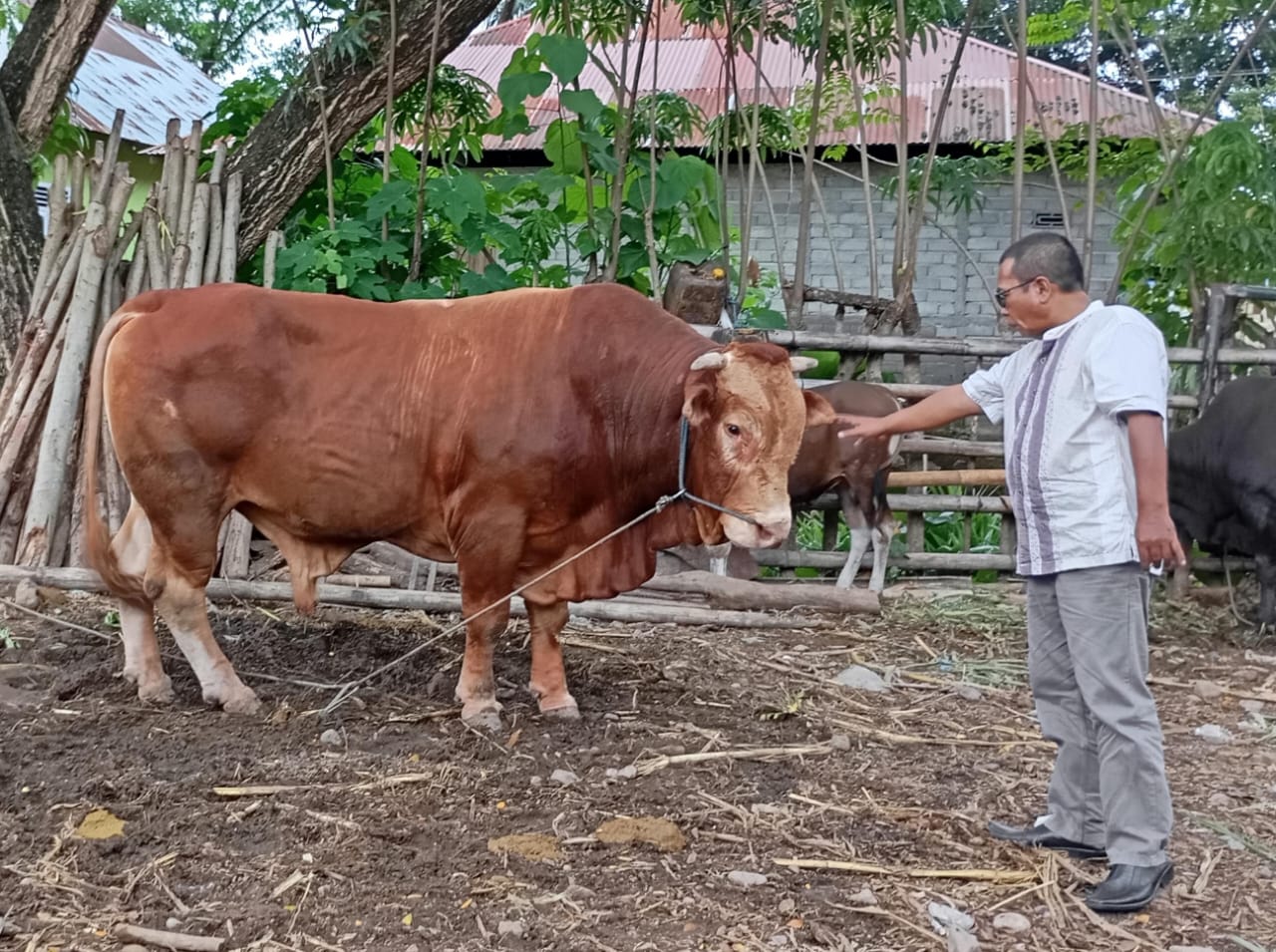 Pemkab  Gorontalo Utara  Kembali Dapat Sapi Kurban Presiden Prabowo