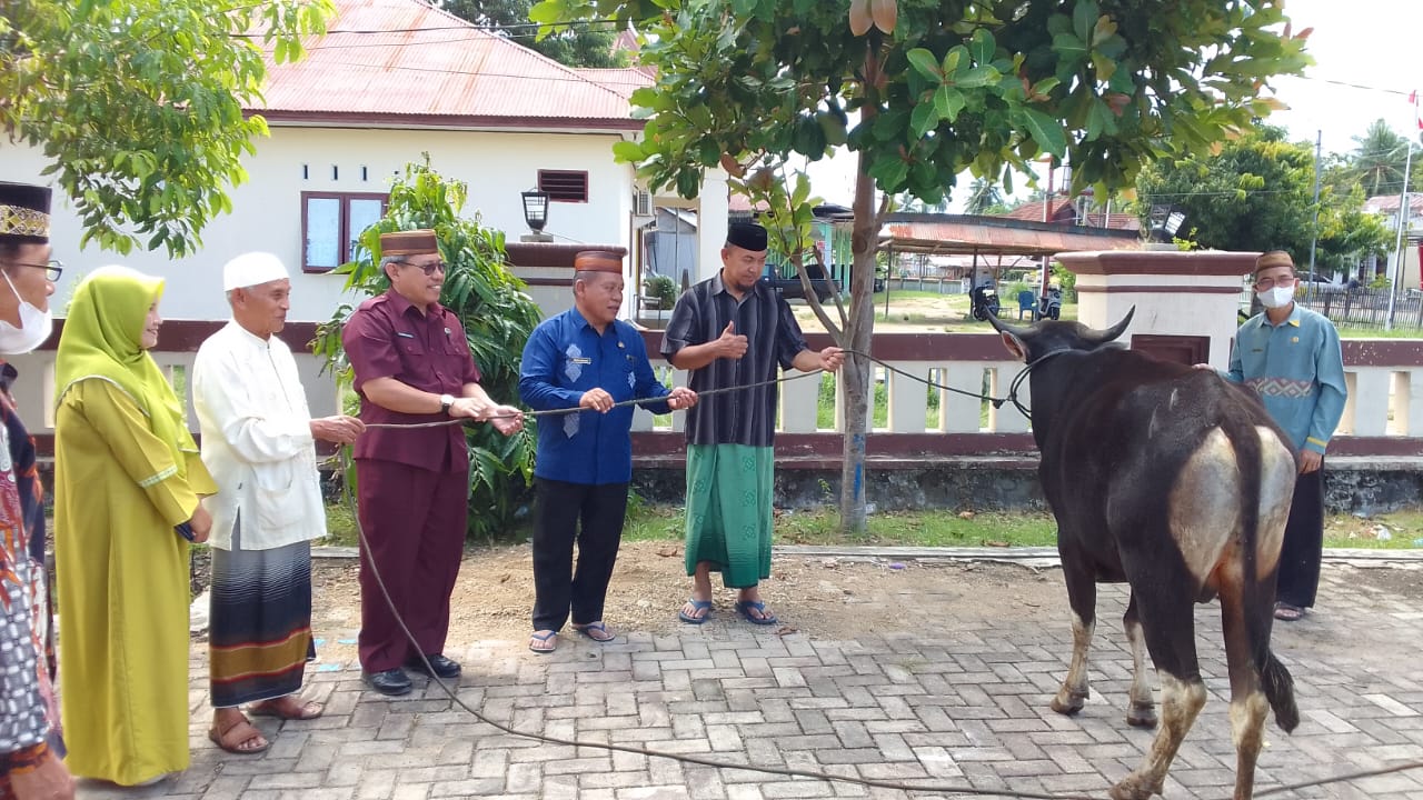 Sekda Gorontalo Utara Serahkan  Sapi Kurban untuk Masjid Agung Baiturrahim Kecamatan Kwandang