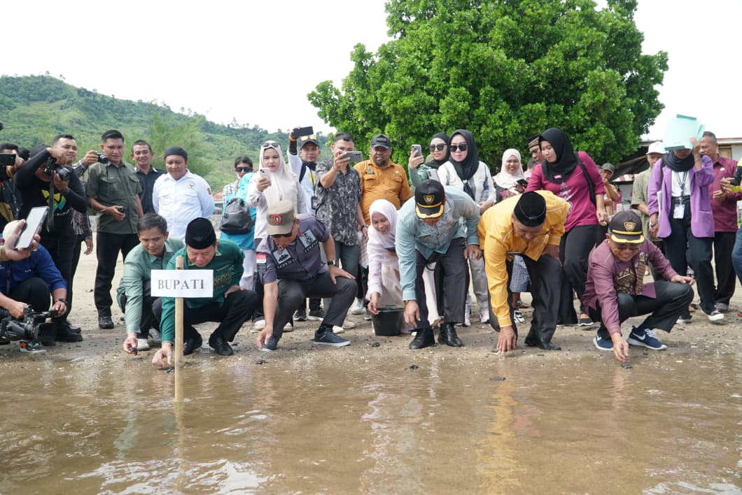 Pemkab Gorontalo Utara dan Universitas Nahdatul Ulama Gelar Pelepasan Tukik Penyu Di Pantai Desa Dunu